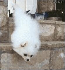 蒲公英不是晒干就能喝,真正的蒲公英可以吃吗