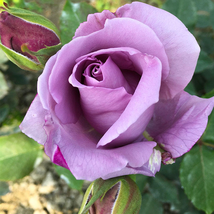 发烧友必入的蓝紫色月季,蓝紫色月季最值得入手的一款