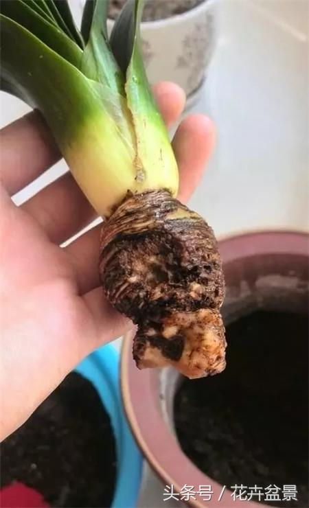 烂根花卉怎么处理,最容易烂根的3种花卉