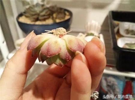 烂根花卉怎么处理,最容易烂根的3种花卉