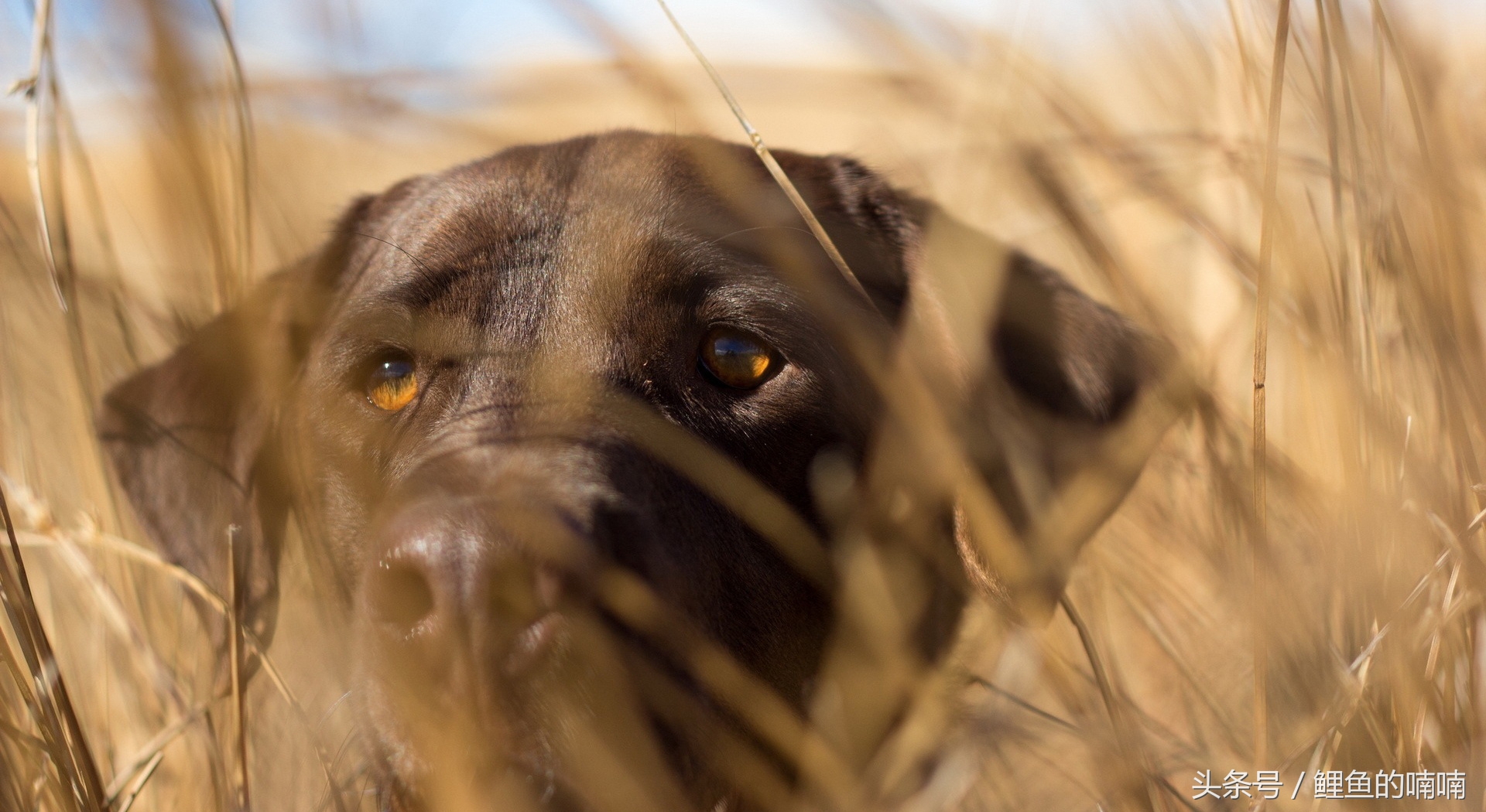 他曾经以杀猪为生，后来信佛，改吃素，竟是因为家里养的狗！