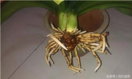 烂根花卉怎么处理,最容易烂根的3种花卉