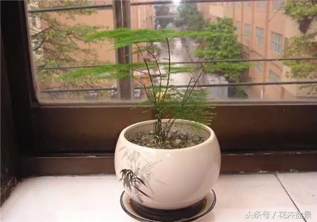 烂根花卉怎么处理,最容易烂根的3种花卉