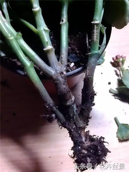 烂根花卉怎么处理,最容易烂根的3种花卉
