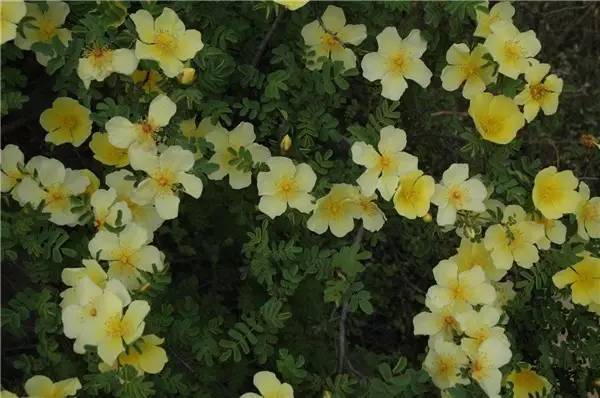 新疆的野玫瑰植物,济源野玫瑰花