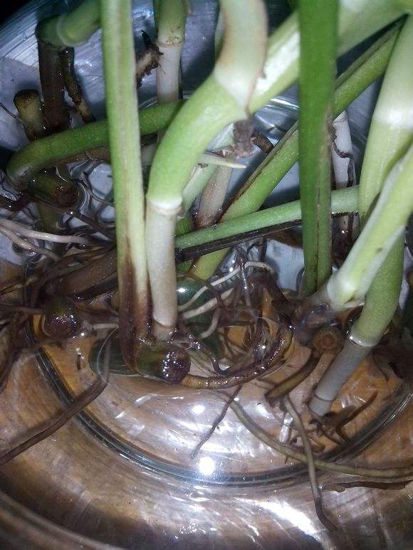 绿萝烂根了怎么办教你一招救活,绿萝烂根怎么补救最好技巧