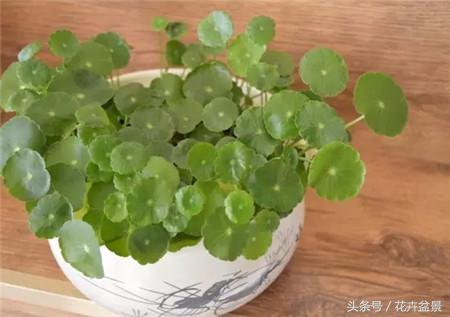 烂根花卉怎么处理,最容易烂根的3种花卉