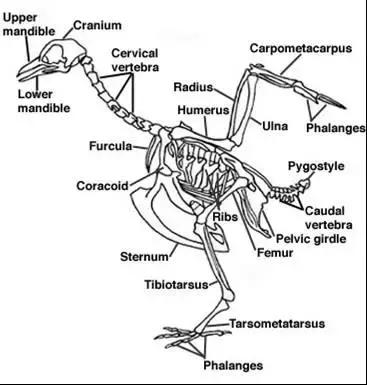 禽的解剖,家禽内部的结构特点