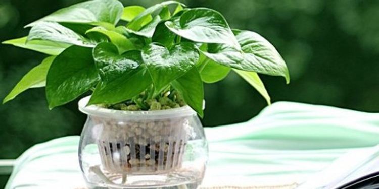 绿萝烂根了怎么办教你一招救活,绿萝烂根怎么补救最好技巧