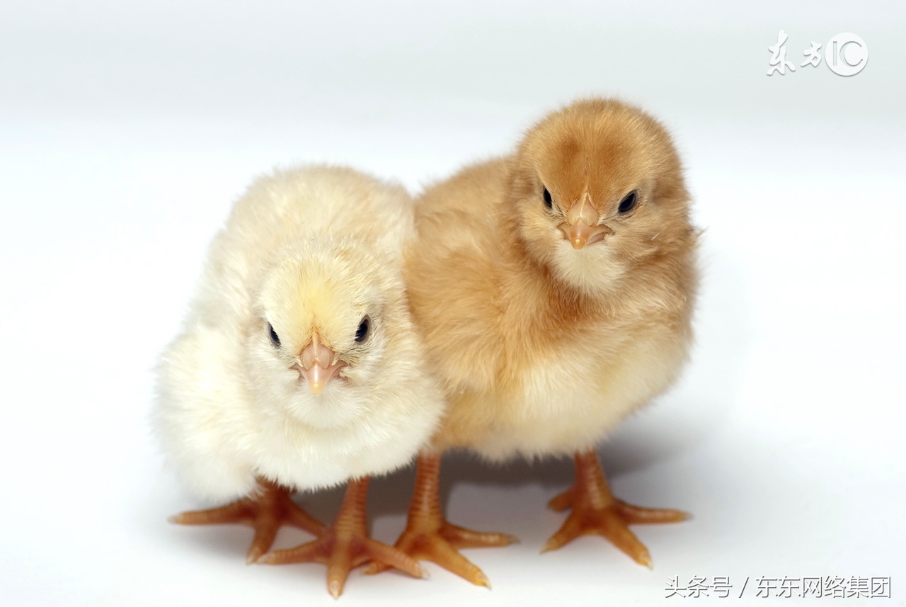 鸡群怪叫张嘴呼吸严重死亡怎么办,鸡群叫声奇怪是什么征兆