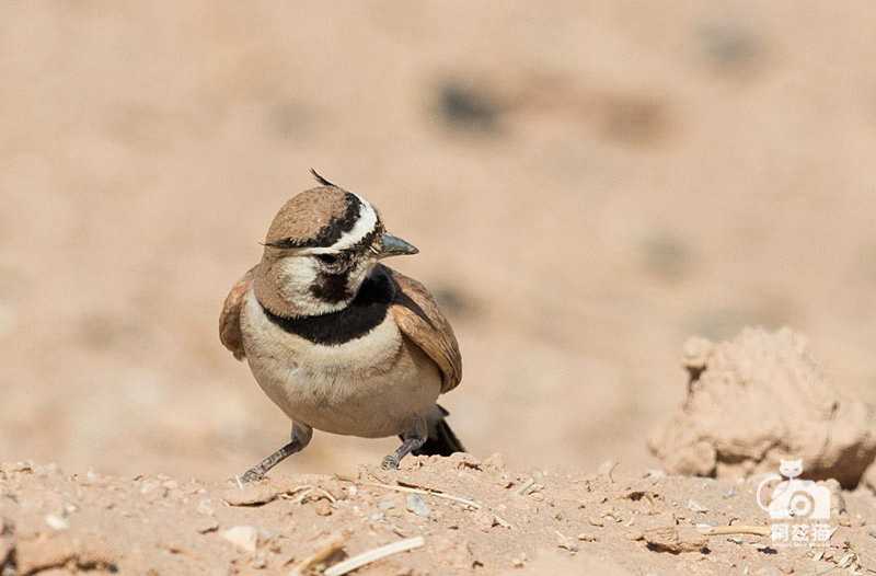 以色列，闯入“禁区”的观鸟人