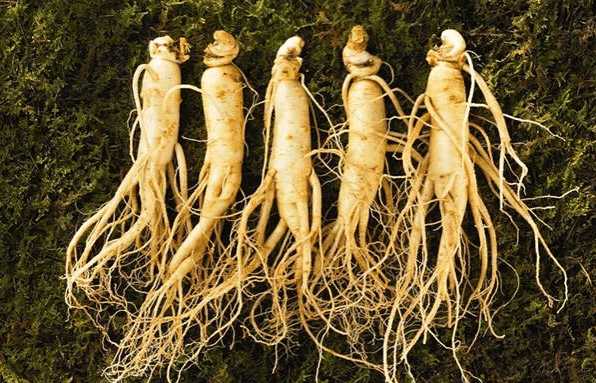 人参西洋参配伍禁忌,西洋参与人参的禁忌