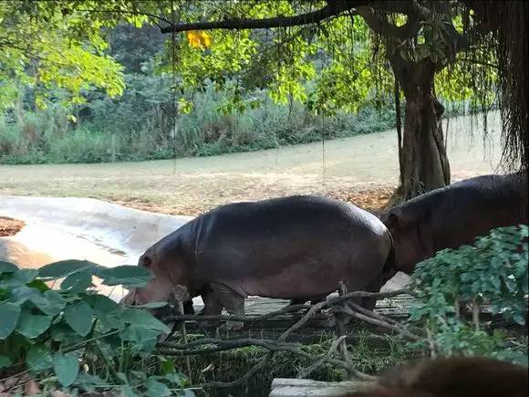 长隆番禺野生动物园攻略,番禺长隆野生动物园门票攻略