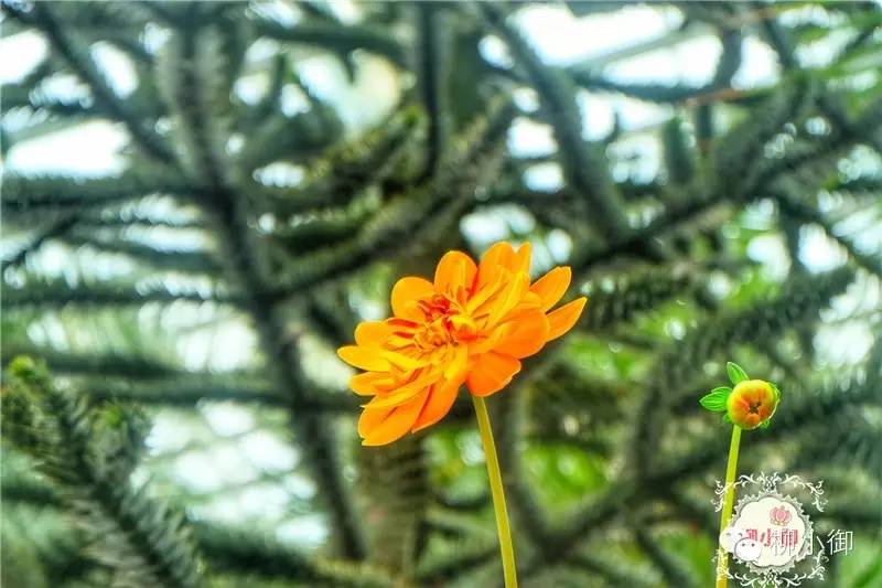 春节旅游去新加坡,新加坡旅游团春节