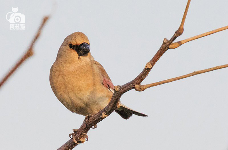 以色列，闯入“禁区”的观鸟人