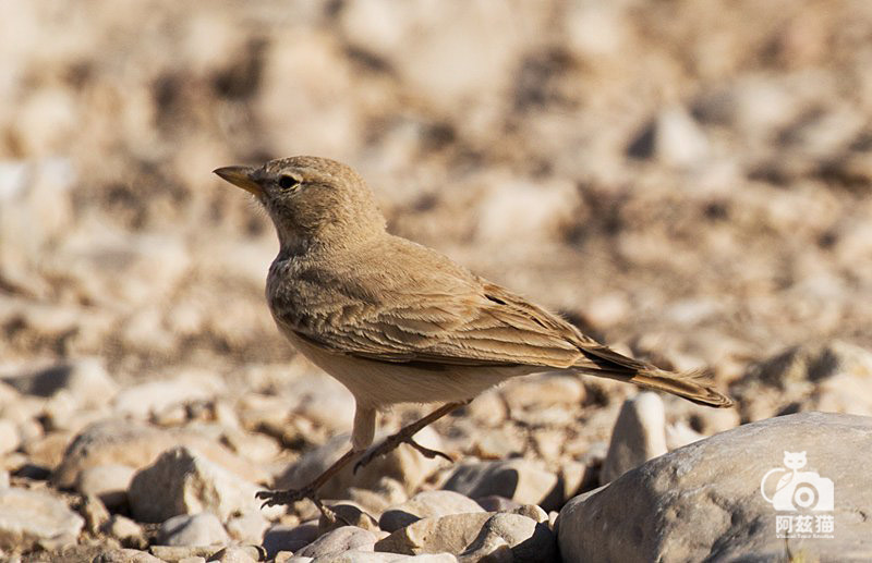 以色列，闯入“禁区”的观鸟人