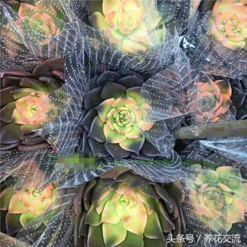 网购被骗种出的离谱花卉,多肉植物从花市买回怎么办