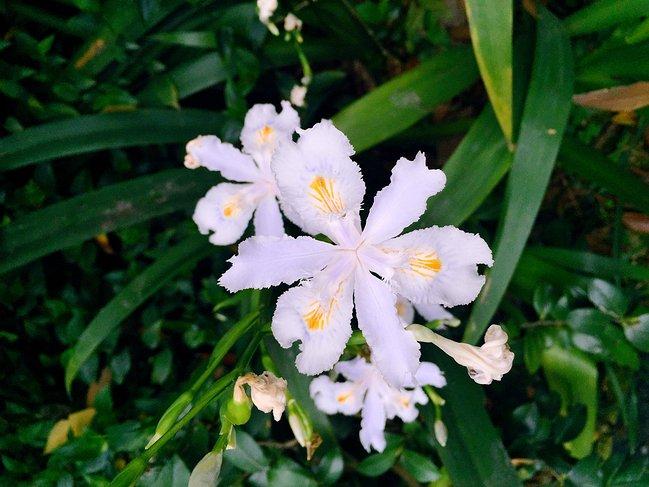 峨眉山一日观金顶日出吃住行攻略,峨眉山吃住行全攻略