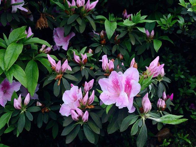 峨眉山一日观金顶日出吃住行攻略,峨眉山吃住行全攻略