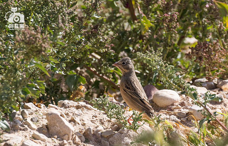 以色列，闯入“禁区”的观鸟人