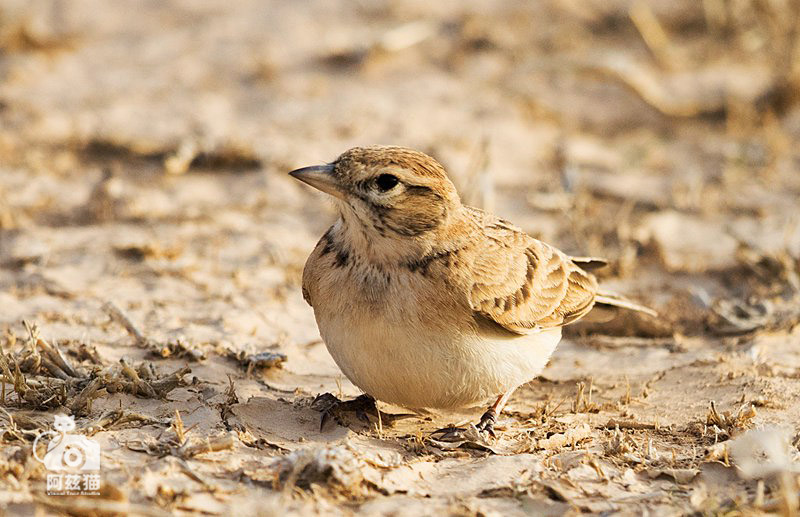以色列，闯入“禁区”的观鸟人
