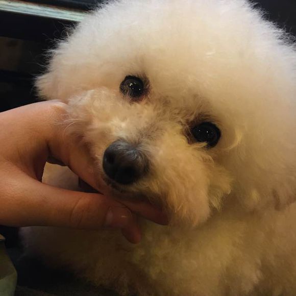 泰迪被小土狗欺负生下了田园版泰迪，网友纷纷留言说我也想要一只