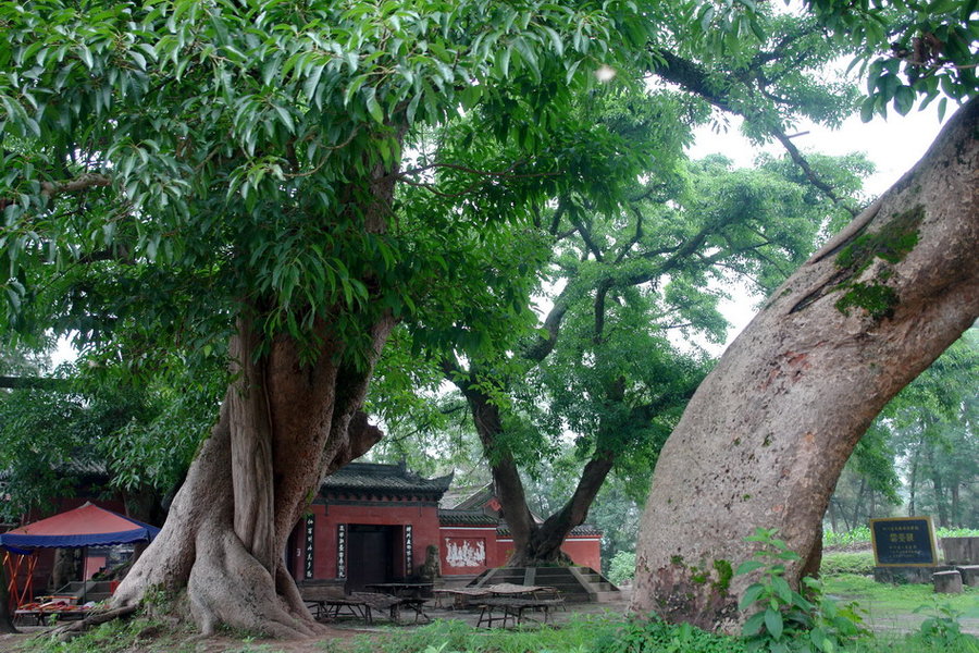 *光烈梁**故乡，中国麦冬名城：四川三台
