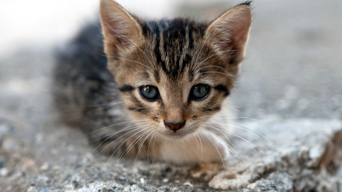 猫咪急救100个常识,才养一天的小猫咪走丢了怎么办