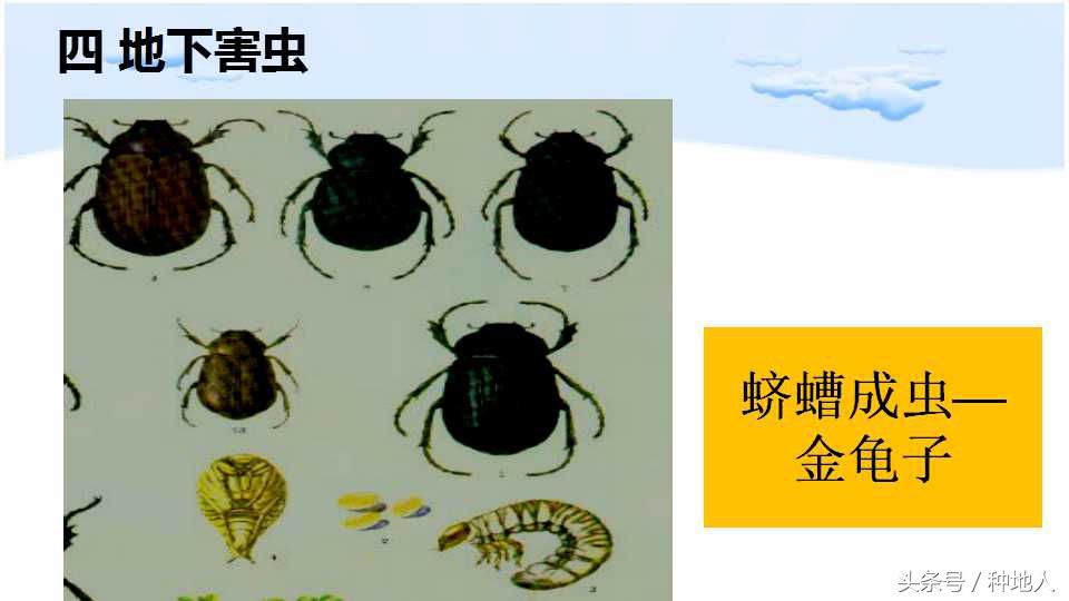 已经开始种花生了怎么种,马上要种花生了