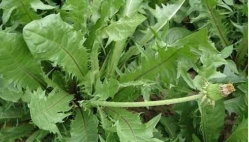 孕妈食物大忌讳,孕早期可以吃的野菜有哪些