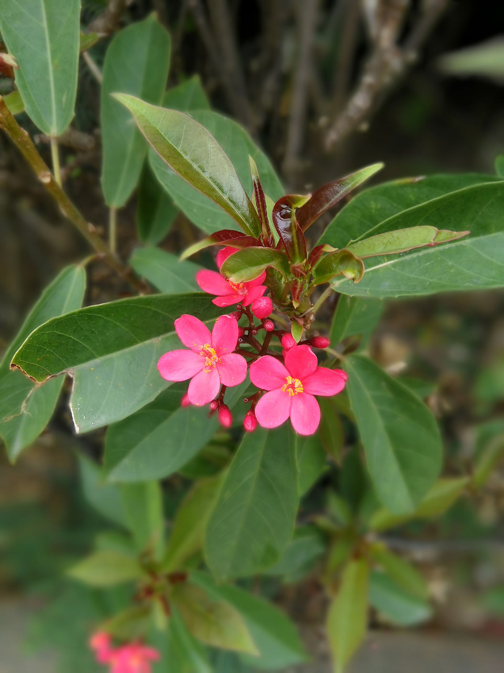 中兴bladev8相似手机,中兴bladev10详细评测