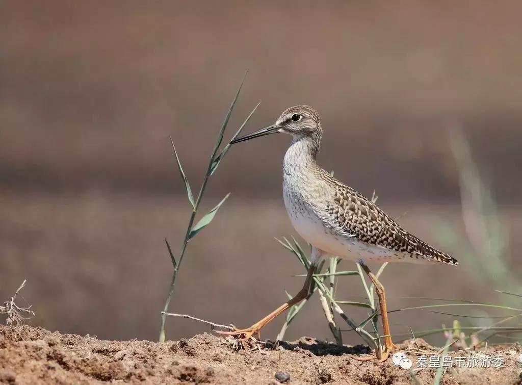 给所有秦皇岛人，这里有一份春天请你查收！
