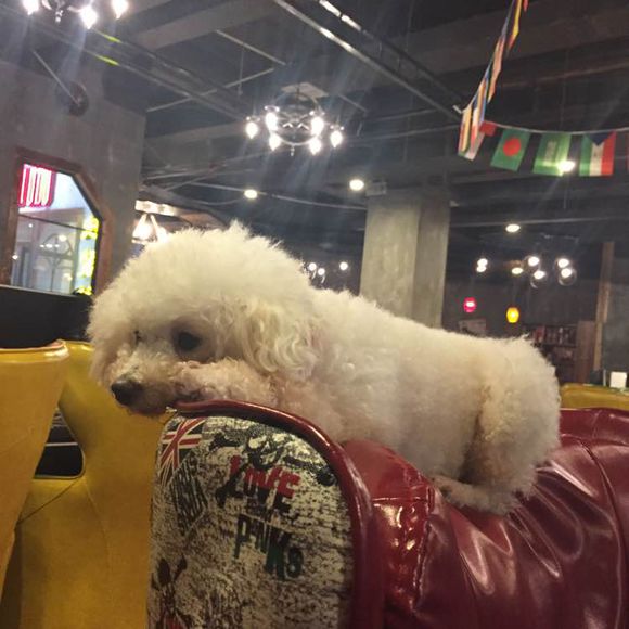 泰迪被小土狗欺负生下了田园版泰迪，网友纷纷留言说我也想要一只