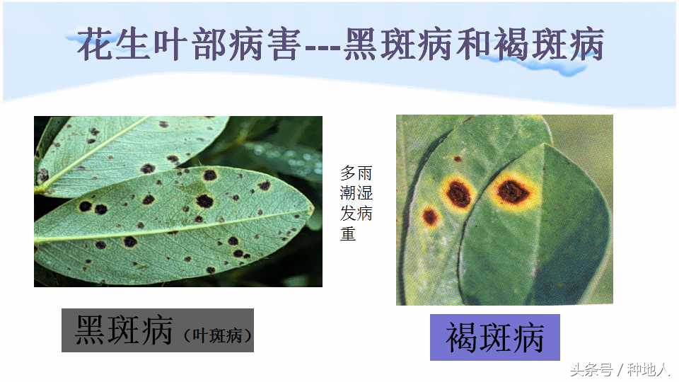 已经开始种花生了怎么种,马上要种花生了