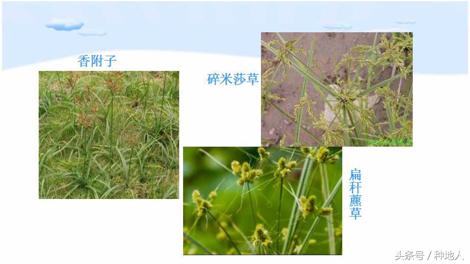 已经开始种花生了怎么种,马上要种花生了