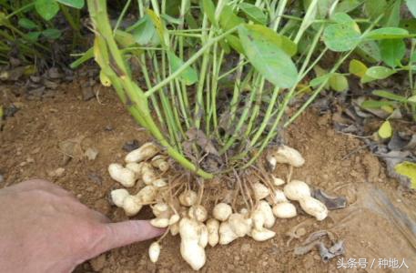 已经开始种花生了怎么种,马上要种花生了