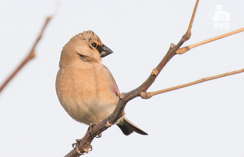 以色列，闯入“禁区”的观鸟人