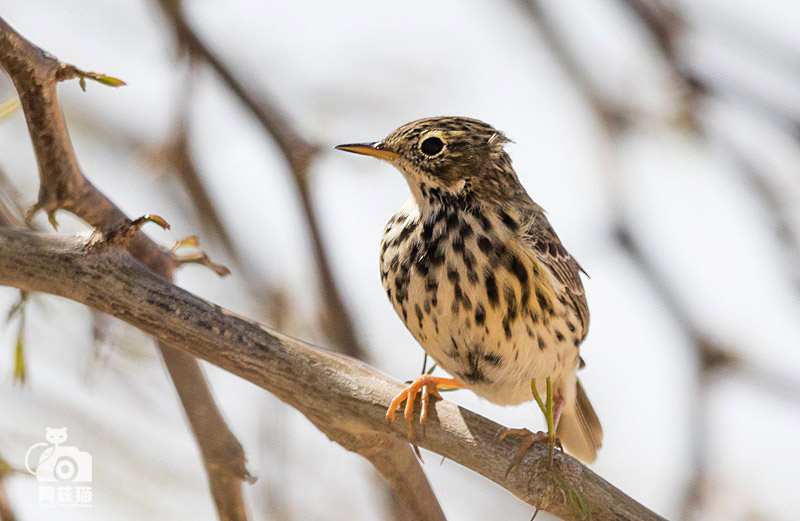 以色列，闯入“禁区”的观鸟人