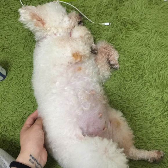 泰迪被小土狗欺负生下了田园版泰迪，网友纷纷留言说我也想要一只