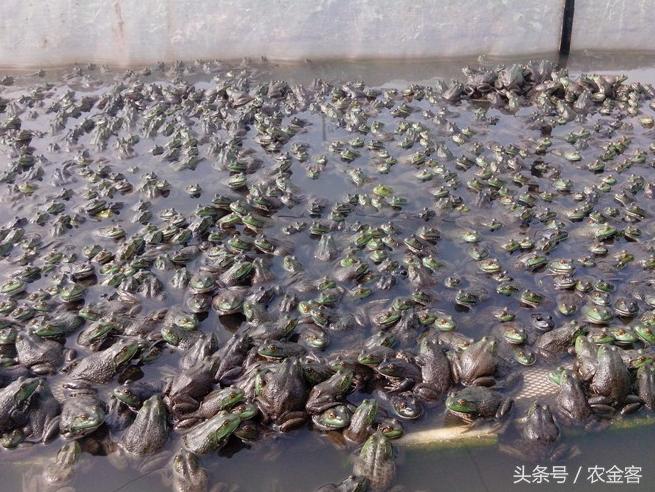 农村创业特种养殖项目,特种养殖致富项目有哪些