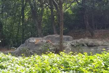 长隆番禺野生动物园攻略,番禺长隆野生动物园门票攻略