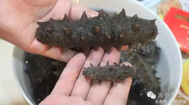 买的海参为什么是湿的,海参泡不大是假的吗