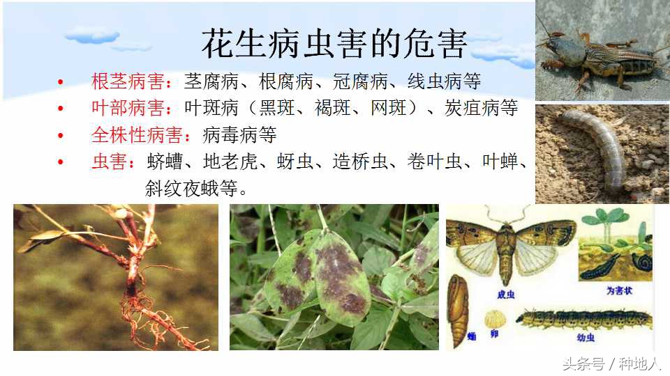 已经开始种花生了怎么种,马上要种花生了