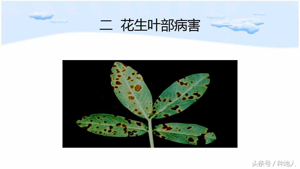 已经开始种花生了怎么种,马上要种花生了