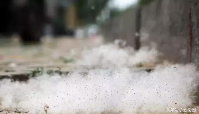 来一罐北京柳絮吧！从如何防絮看创业商机