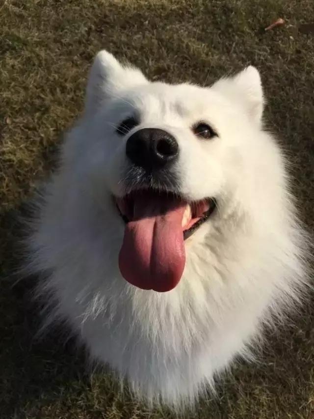 萨摩的十大禁忌,怎么和萨摩搞好关系