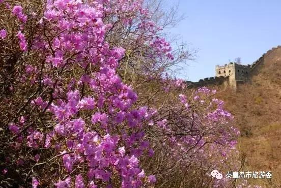 给所有秦皇岛人，这里有一份春天请你查收！