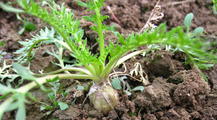 玛咖对男生有用吗,玛咖是否真的有效果