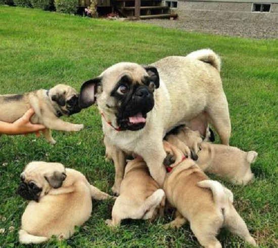 狗妈妈喂养好多狗崽,狗妈妈在野外生出一窝小狗