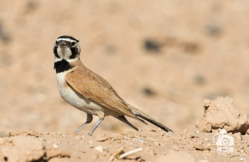 以色列，闯入“禁区”的观鸟人